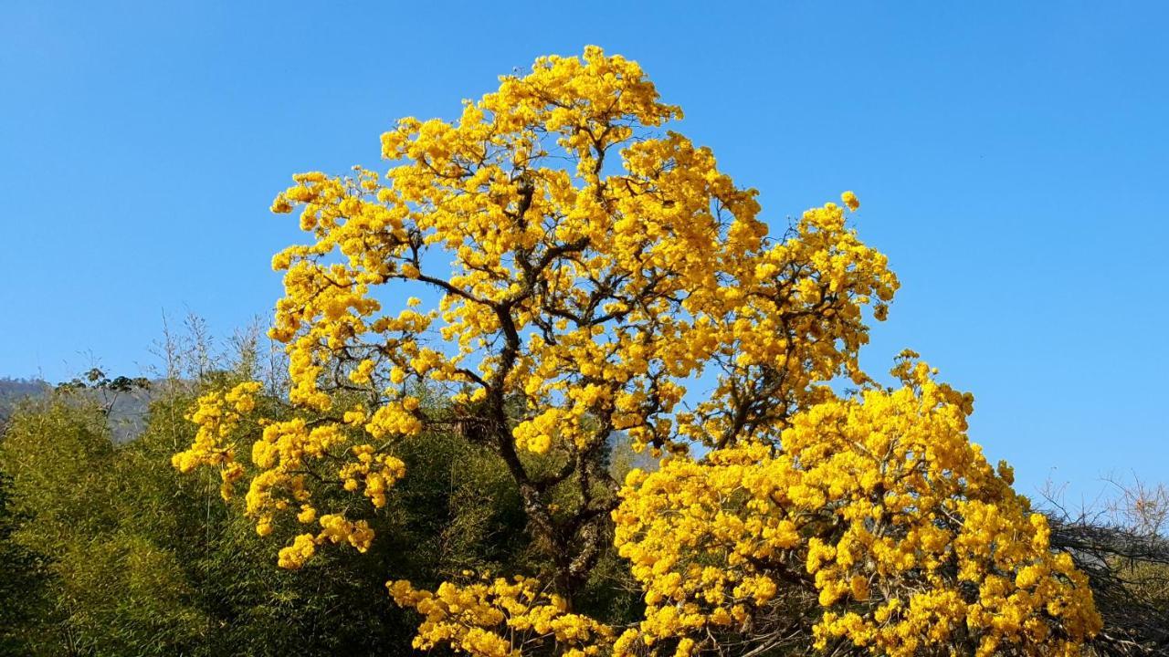 Pousada Atelier Casa Do Ipe Amarelo 미겔 페레이라 외부 사진